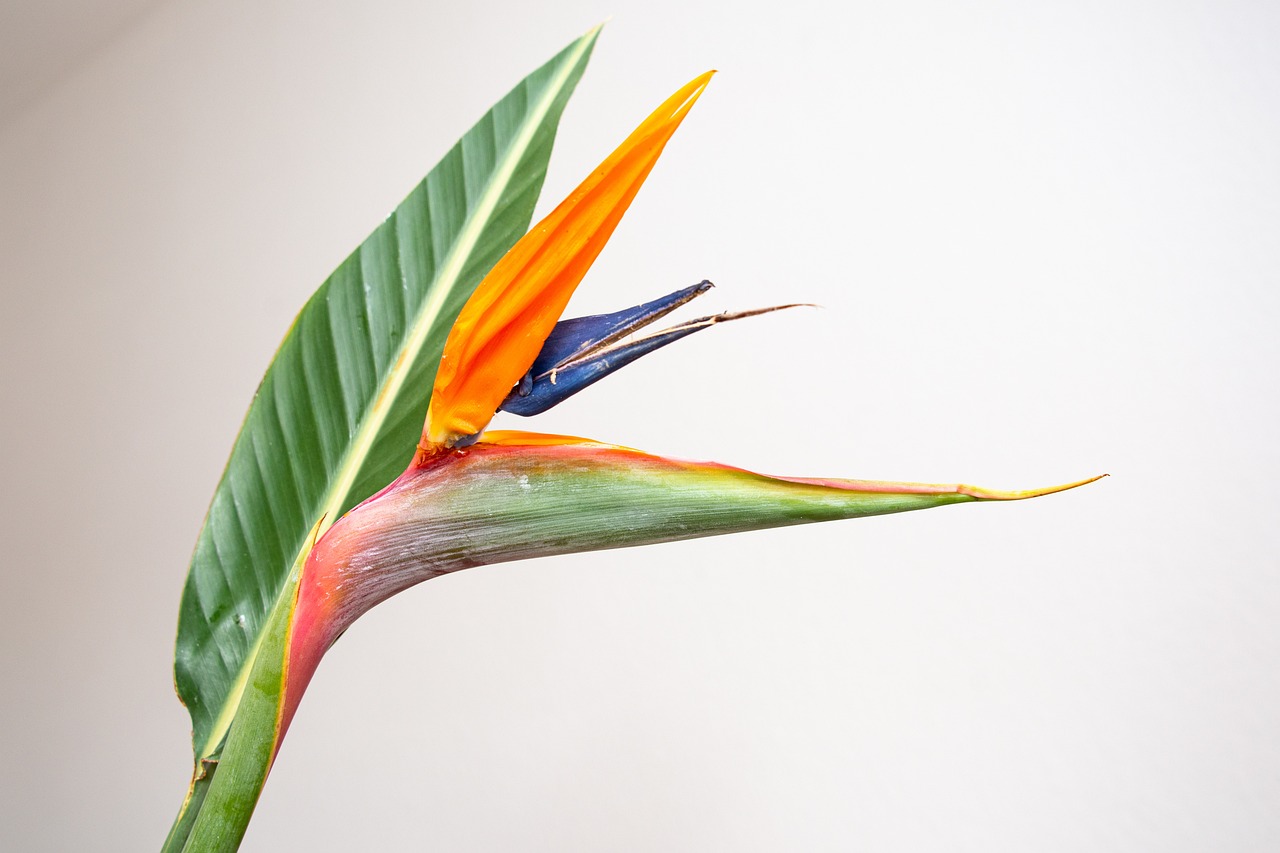 birdofparadise.jpg